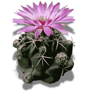Coryphantha Elephantidens 10.5