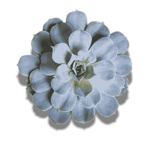 Echeveria Lilacina