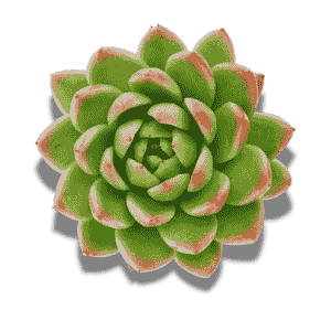 Echeveria Agavoides