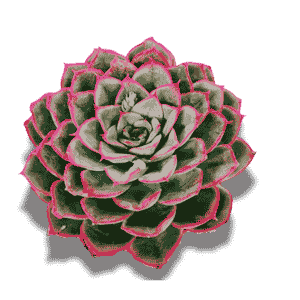 Echeveria Orion
