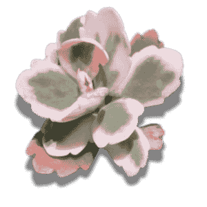 Kalanchoe Fedtschenkoi