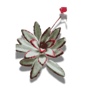 Kalanchoe Tomentasa Chocalate Soldier