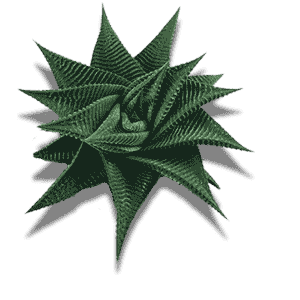Hawortiopsis Limifola