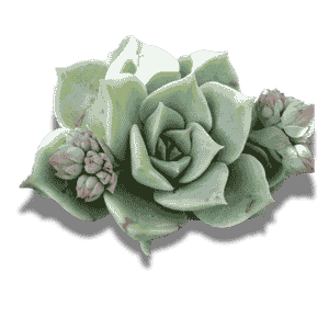Graptoveria Titubans