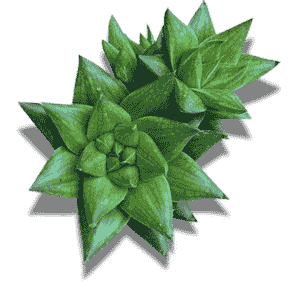 Haworthia Retusa