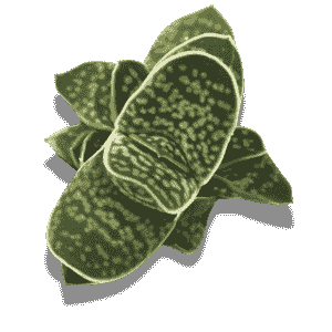 Gasteria Little Warty