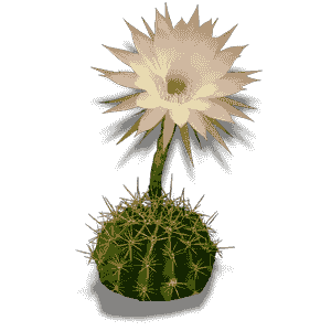 Echinopsis Subdenuta