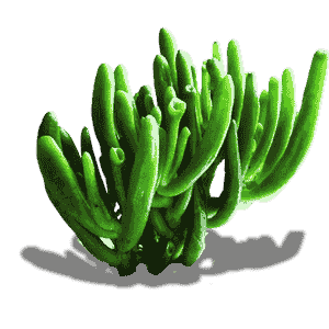 Crassula Ovata Gollum