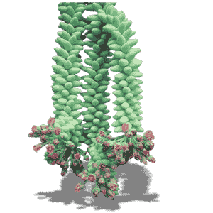 Sedum Morganium