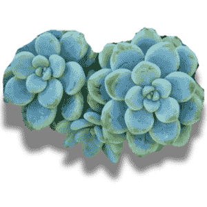 Sedum Clavatum