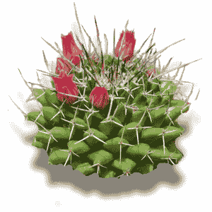 Mammillaria Carnea