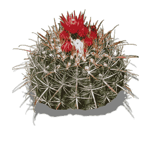 Ferocactus Peninsulae