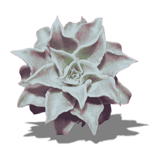 Echeveria Madiba