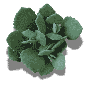 Kalanchoe Millotii