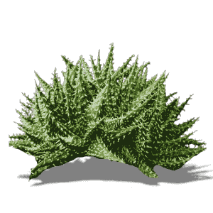 Aloe Pepe