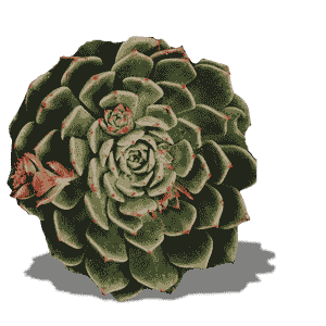 Echeveria Olivia