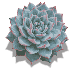 Echeveria Blue Bird (Cuspidata)