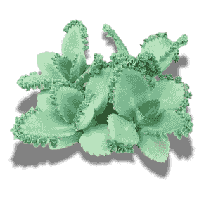 Kalanchoe Laetivirens