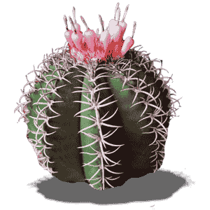 Melocactus Salvadorensis