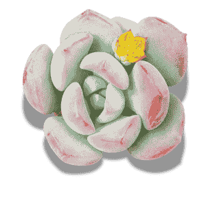 Graptoveria Grim One