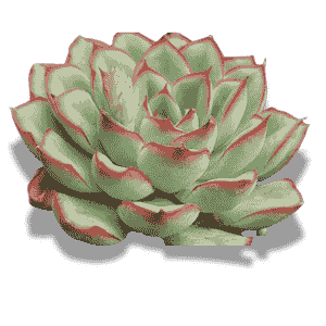 Echeveria Pludonis
