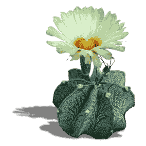 Astrophytum Myriostigma