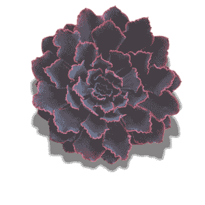 Echeveria Neon Breakers