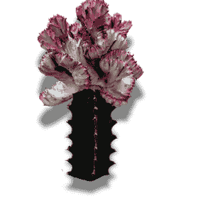 Euphorbia Lactea 10.5
