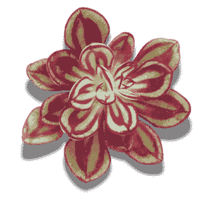 Echeveria Nodulosa