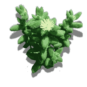 Delosperma Echinatum