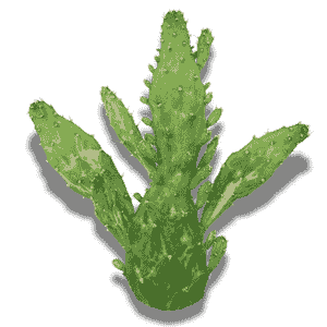 Opuntia Monacantha Variegata