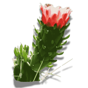 Austrocylidropuntia Subulata