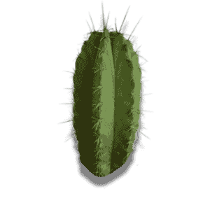 Polaskia Chichipe