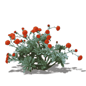 Kleinia Galpinii