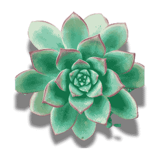 Aeonium Haworthii