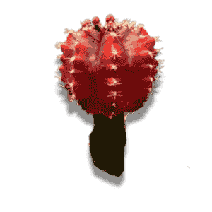 Gymnocalcium Moon Cactus 10.5