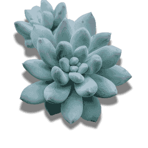 Pachyptum Dr. Cornelius