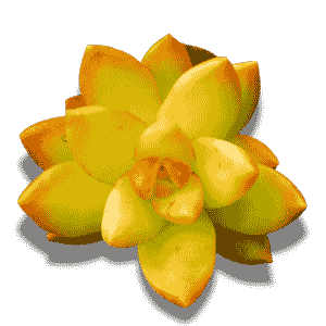 Sedum Adolphi