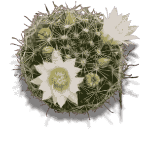 Mammillaria Crinita