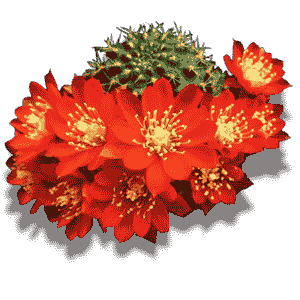Rebutia