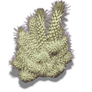 Cylindropuntia Echinocarpa