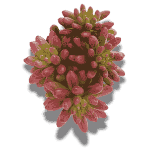 Sedum Rubrotinctum