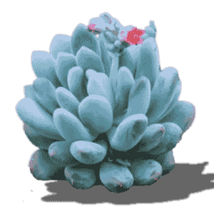 Pachyveria Clavifolia