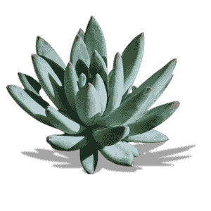 Pacyveria Glauca