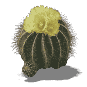 Parodia Magnificia 10.5